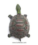 Striped Head Stretchy Pond Turtle