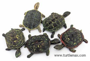 Assorted Turtle Friends