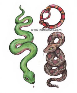 Slithering Snake Tattoos