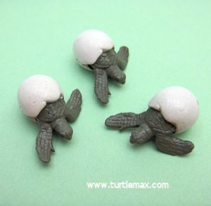 Tiny Mini Sea Turtle Hatchlings (Set 3)